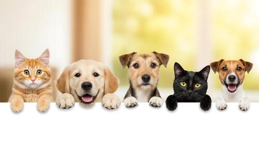 animali da compagnia